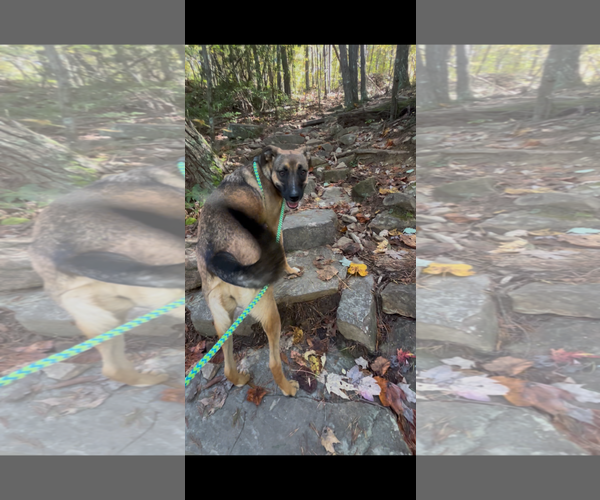 Medium Photo #2 Mutt Puppy For Sale in Tracy City, TN, USA