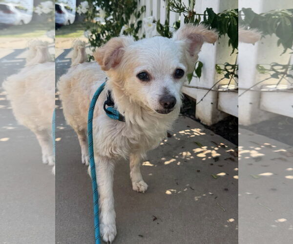 Medium Photo #3 Chihuahua-Unknown Mix Puppy For Sale in Newport Beach, CA, USA