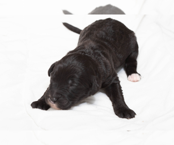 Medium Photo #1 Goldendoodle-Poodle (Standard) Mix Puppy For Sale in JACKSONVILLE, FL, USA