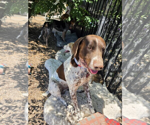 Medium Photo #3 German Shorthaired Pointer Puppy For Sale in Las Vegas, NV, USA