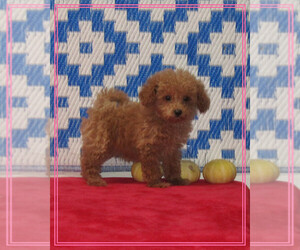 Goldendoodle-Poodle (Toy) Mix Puppy for sale in MILAN, MO, USA