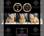 Small #7 Maltipoo