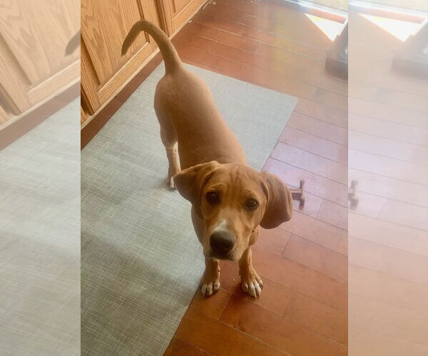 Medium Photo #3 Mutt Puppy For Sale in Wheaton, IL, USA