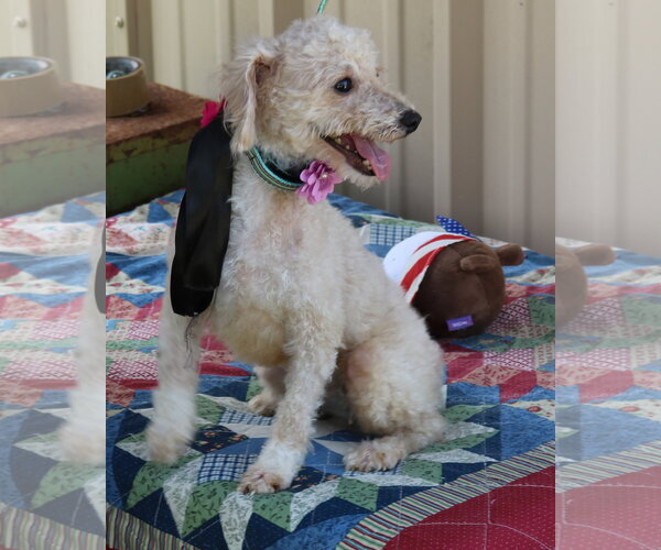 Medium Photo #3 Poodle (Miniature) Puppy For Sale in Bandera, TX, USA