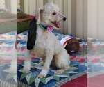 Small #2 Poodle (Miniature)