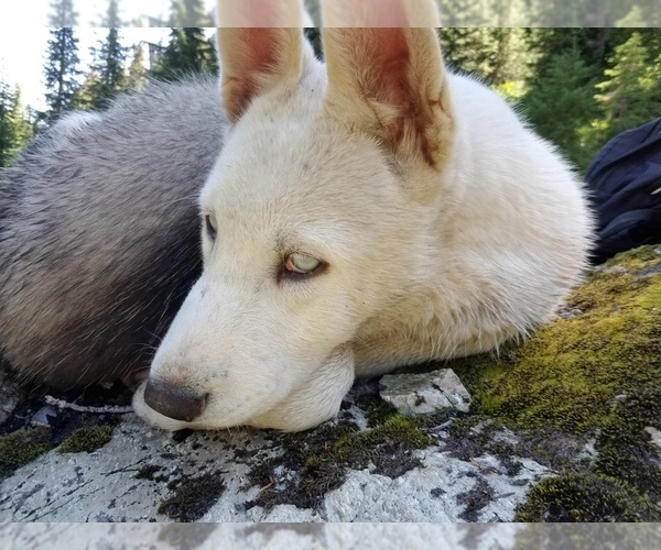 Medium Photo #4 Siberian Husky Puppy For Sale in EVERETT, WA, USA