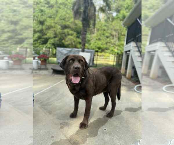 Medium Photo #2 Labrador Retriever Puppy For Sale in Arlington, VA, USA