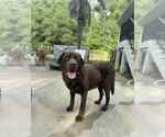 Small #1 Labrador Retriever