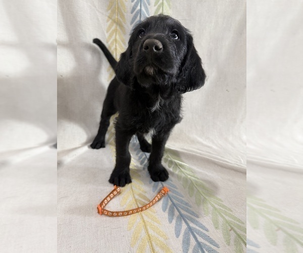 Medium Photo #11 Labradoodle Puppy For Sale in PRESCOTT VALLEY, AZ, USA