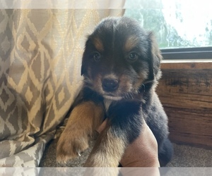 Australian Shepherd Puppy for sale in DRUMMONDS, TN, USA