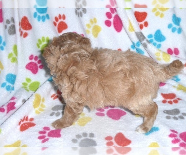 Medium Photo #15 Cavapoo-Poodle (Miniature) Mix Puppy For Sale in ORO VALLEY, AZ, USA