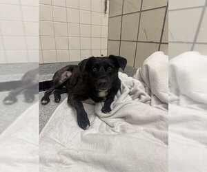 Australian Shepherd-Unknown Mix Dogs for adoption in Pasadena, TX, USA