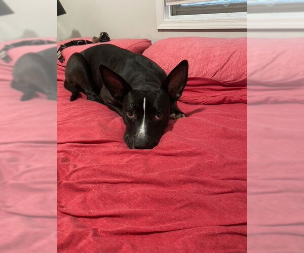 Medium Photo #1 American Pit Bull Terrier-Unknown Mix Puppy For Sale in Crete, IL, USA