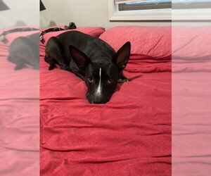 American Pit Bull Terrier-Unknown Mix Dogs for adoption in Crete, IL, USA