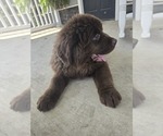 Small #5 Newfoundland