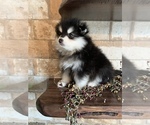 Small Photo #7 Pomsky Puppy For Sale in STAPLES, MN, USA