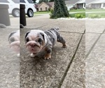 Small #4 English Bulldog