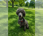 Small #5 Poodle (Standard)