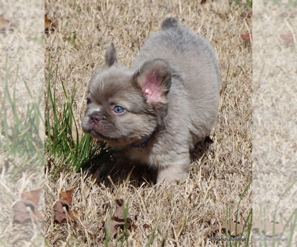 Medium Photo #3 French Bulldog Puppy For Sale in WINNSBORO, TX, USA