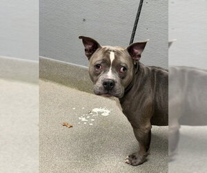 Bulldog-Unknown Mix Dogs for adoption in Las Vegas, NV, USA