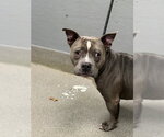 *GOOGLE - Male Bulldog-Unknown Mix Dog for Adoption - Small photo