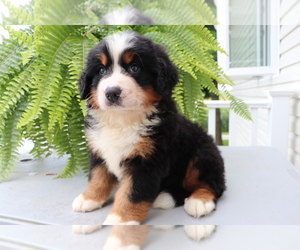 Bernese Mountain Dog Puppy for sale in SHILOH, OH, USA