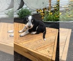 Small Photo #3 Bernedoodle-Bluetick Coonhound Mix Puppy For Sale in RINGTOWN, PA, USA