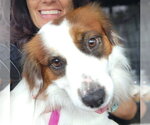 Small #1 Colonial Cocker Spaniel Mix