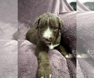 Poodle (Standard)-Siberian Husky Mix Puppy for Sale in LADYSMITH, Wisconsin USA