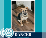 Small #5 German Shepherd Dog