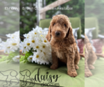 Puppy Brown Collar Goldendoodle (Miniature)