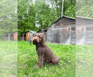 Mother of the Double Doodle puppies born on 04/13/2025