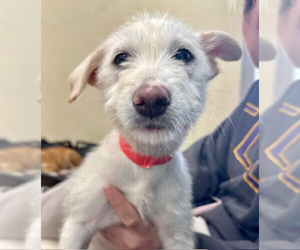 Medium Photo #1 Labrador Retriever-Unknown Mix Puppy For Sale in Jefferson, NJ, USA