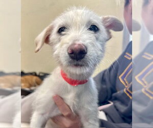 Labrador Retriever-Unknown Mix Dogs for adoption in Jefferson, NJ, USA