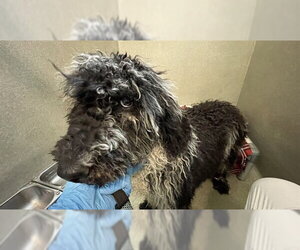 Poodle (Standard) Dogs for adoption in Lee's Summit, MO, USA