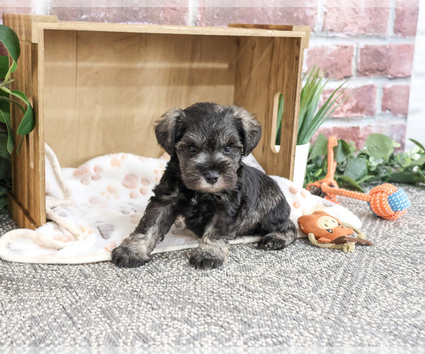 Medium Photo #2 Schnauzer (Miniature) Puppy For Sale in SYRACUSE, IN, USA