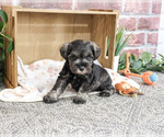 Small #1 Schnauzer (Miniature)