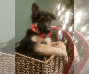 German Shepherd Dog Puppy for sale in NORWICH, OH, USA