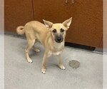 Small German Shepherd Dog Mix
