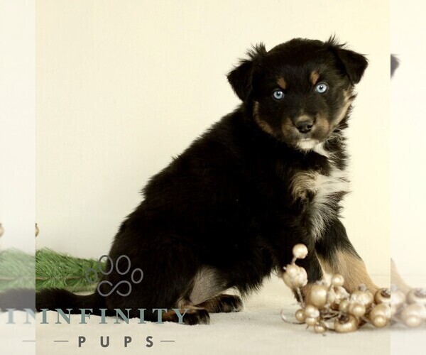 Medium Photo #4 Australian Shepherd Puppy For Sale in LANCASTER, PA, USA