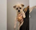 Small #2 Maltese Mix