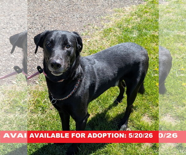 Medium Photo #1 Labrador Retriever-Unknown Mix Puppy For Sale in Williamsburg, IA, USA