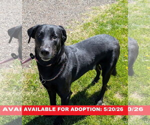 Labrador Retriever-Unknown Mix Dogs for adoption in Williamsburg, IA, USA