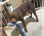 Small #1 American Pit Bull Terrier Mix