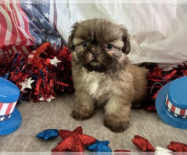 Medium Photo #5 Shih Tzu Puppy For Sale in DENTON, MD, USA
