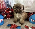 Small #4 Shih Tzu