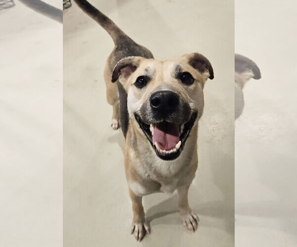 Medium Photo #5 Mutt Puppy For Sale in Chicago, IL, USA