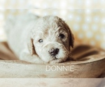 Small Photo #7 Goldendoodle-Poodle (Miniature) Mix Puppy For Sale in MOUNTAIN HOME, ID, USA