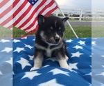 Small Photo #6 Alaskan Klee Kai Puppy For Sale in WINCHESTER, OH, USA