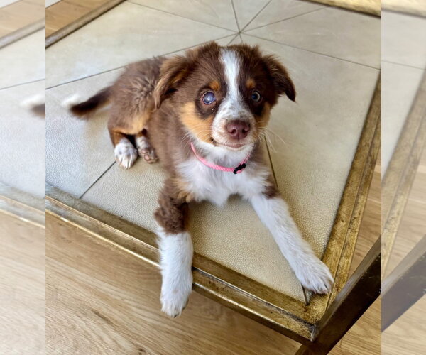 Medium Photo #5 Australian Shepherd Puppy For Sale in Denver , CO, USA
